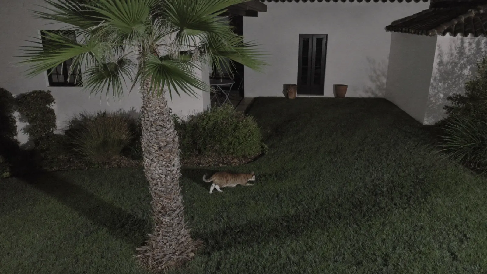 Cámara de seguridad vigilando de noche el jardín de una casa con una palmera y un gato en el césped